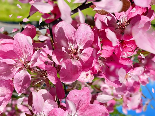 flores de flor de maçã vermelha rosa na árvore natureza jardinagem floral no fundo do céu azul frontal