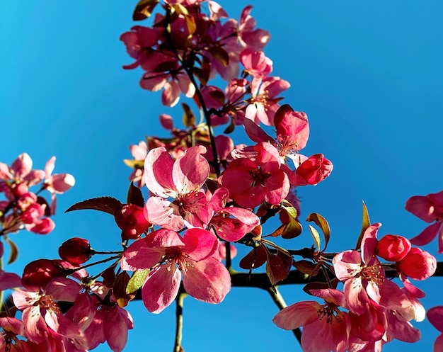 Flores de flor de maçã vermelha rosa na árvore natureza jardinagem floral no fundo do céu azul frontal