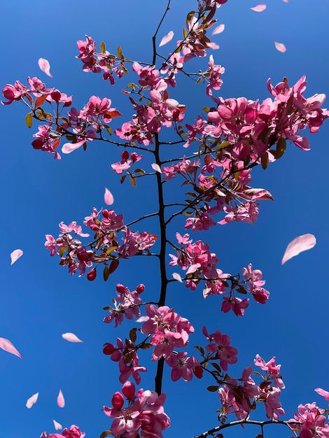 flores de flor de maçã vermelha rosa na árvore natureza jardinagem floral no fundo do céu azul frontal