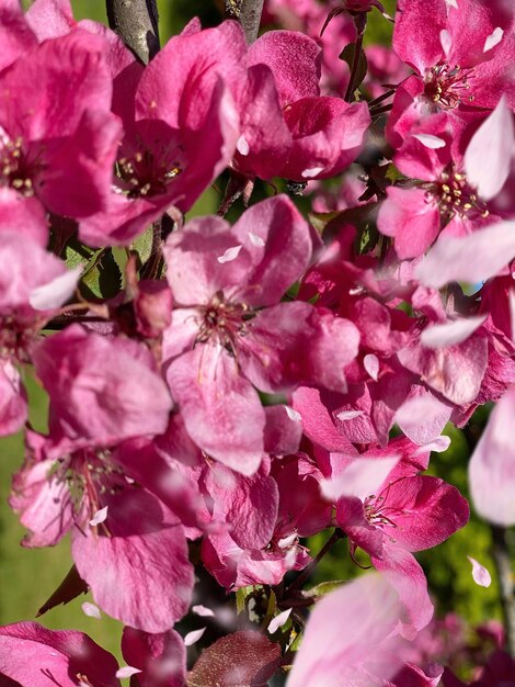 flores de flor de maçã vermelha rosa na árvore natureza jardinagem floral no fundo do céu azul frontal