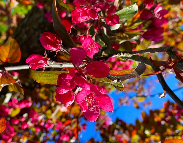 flores de flor de maçã vermelha rosa na árvore natureza jardinagem floral no fundo do céu azul frontal