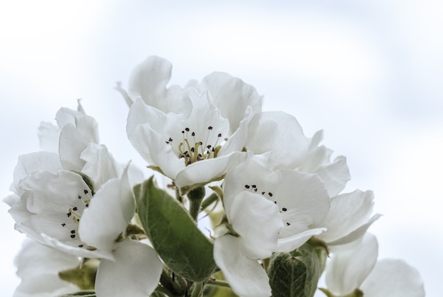 Flores de flor de macieira branca que desabrocham na primavera, época da Páscoa contra um céu natural. Fechar-se. Foco seletivo.