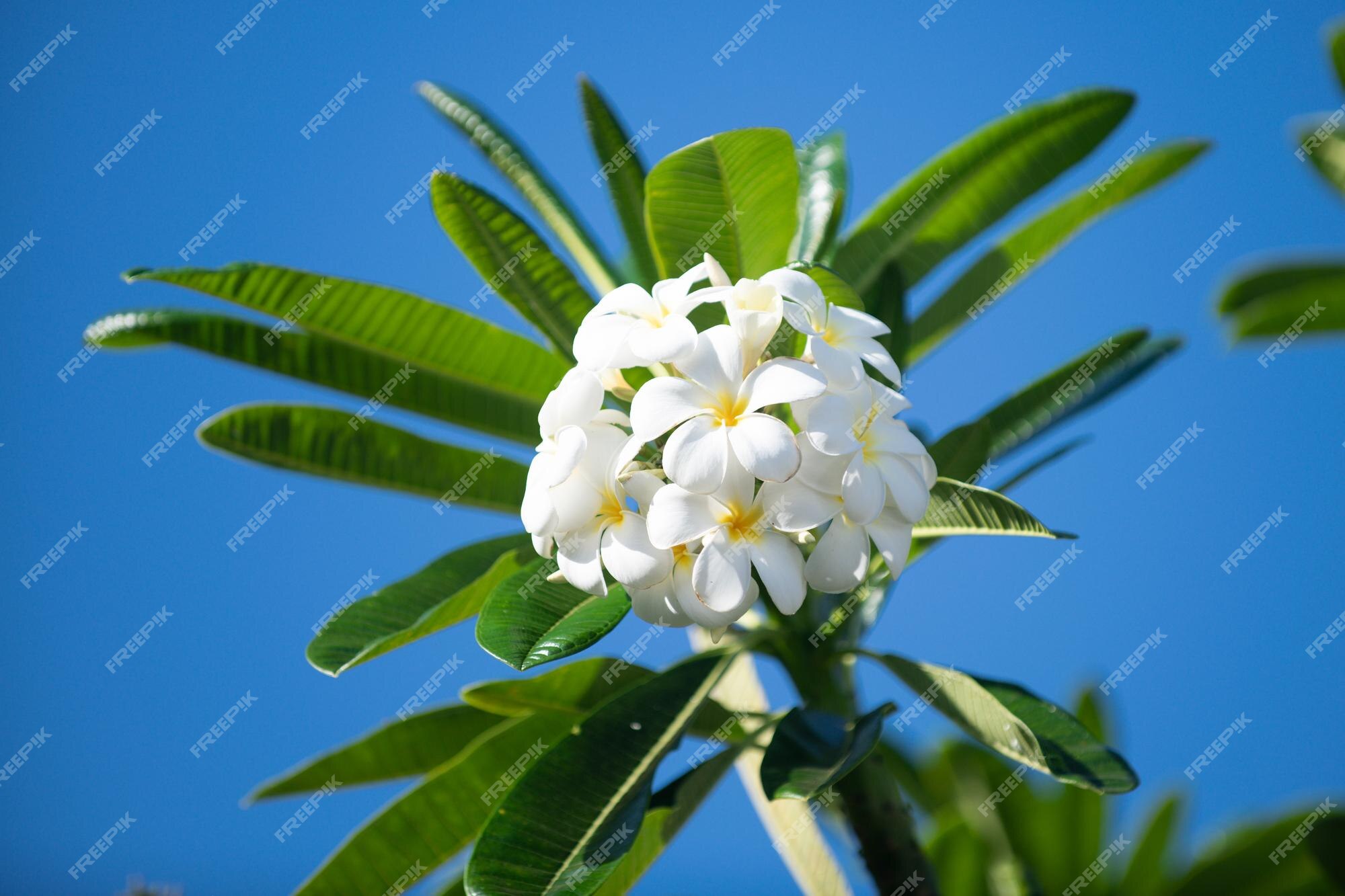 Flores de flor de plumeria rubra branca flor de frangipani | Foto Premium