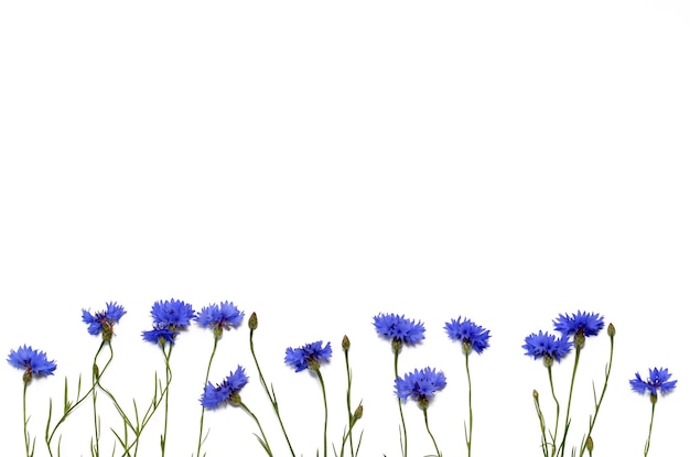 Flores de flores azuis isoladas no espaço de cópia de fundo branco