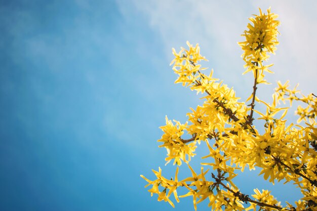 Flores de florescência amarelo Forsythia no céu azul