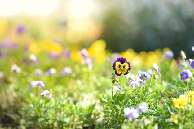 Flores de florescência dos pântanos nos jardins. Primavera ou verão jardim de flores. Fundo colorido de natureza.