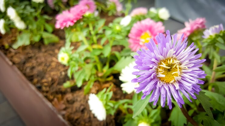 Foto flores de florescência violetas e cor-de-rosa bonitas.