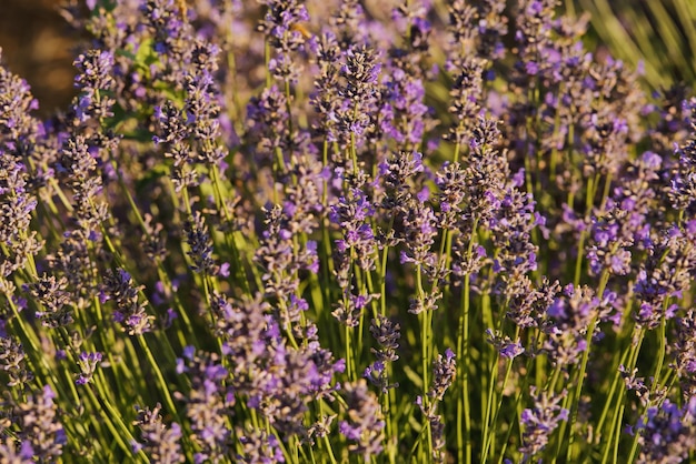 Flores de foco suave belas flores de lavanda florescendo