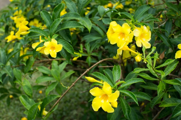 Flores de forsítia em um arbusto com folhas verdes