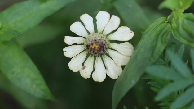 Flores de fotos premium