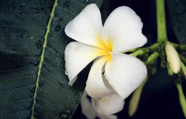 Foto flores de frangipani branco com gotas de água