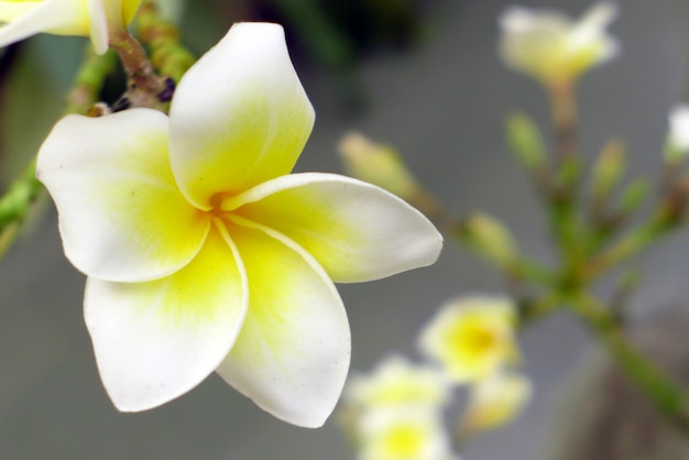 Flores de frangipani branco