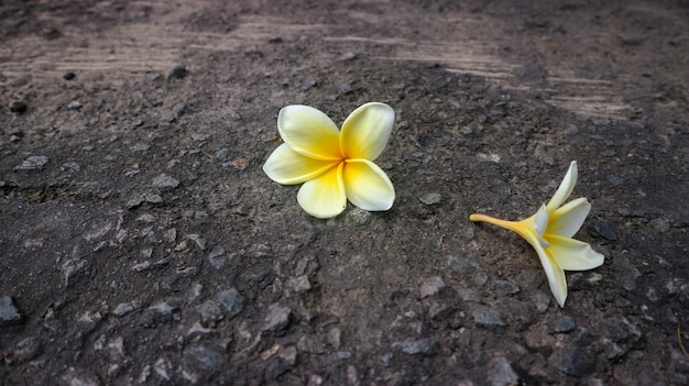 Flores de frangipani caindo no asfalto no outono