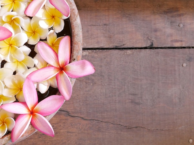 Foto flores de frangipani closeup