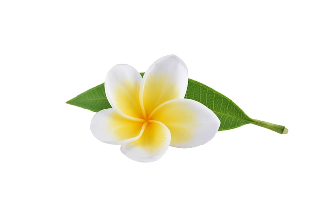 Flores de frangipani com folhas isoladas em branco