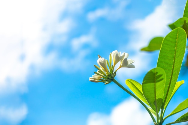 Flores de frangipani contra um céu azul com nuvens fundo tropical para texto