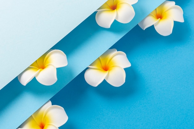 Flores de frangipani em um fundo de papel azul dobrado. vista superior, configuração plana.