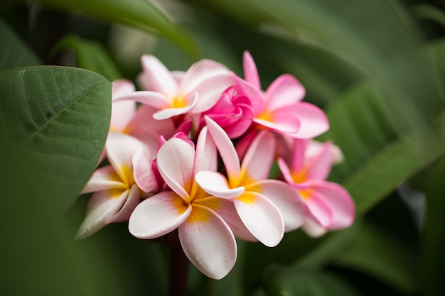 Flores de frangipani Feche a bela Plumeria. Incrível de flores de frangipani tailandês em folhas verdes