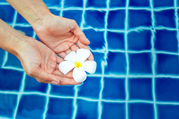 Flores de frangipani flutuantes na piscina