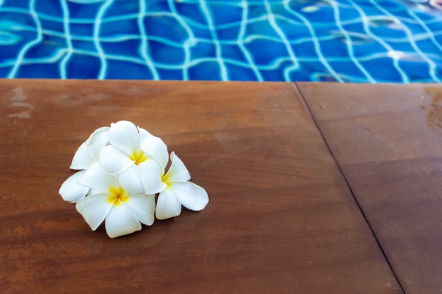 Flores de frangipani flutuantes na piscina