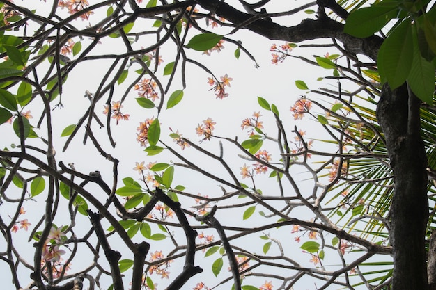 Flores de Frangipani na árvore