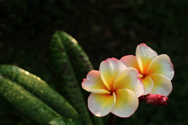 Flores de frangipani na luz da manhã.