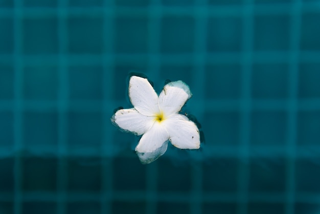 Flores de frangipani na piscina