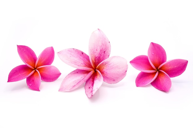 Flores de Frangipani ou Plumeria em fundo branco