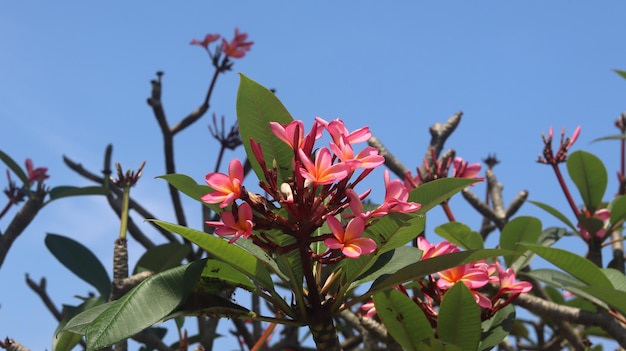 Flores de frangipani rosa florescendo contra um céu azul brilhante Flor de plumeria de combinação laranja rosa