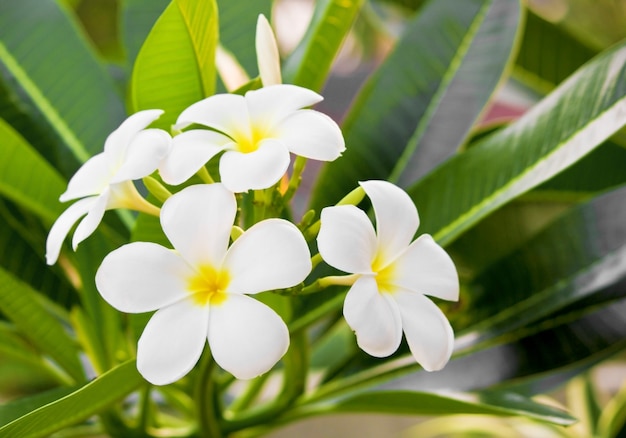 Flores de frangipani