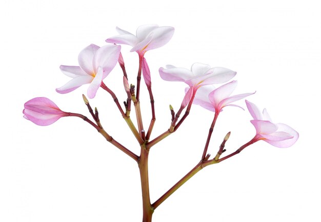 Flores de frangipani