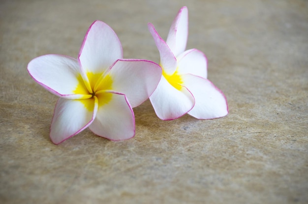 Flores de frangipani