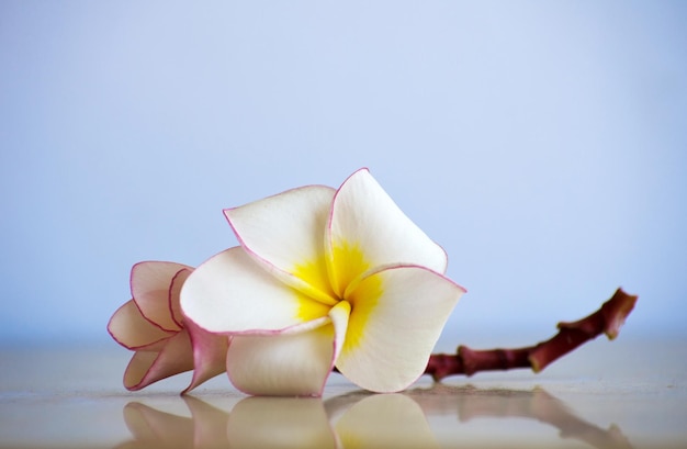 Flores de frangipani