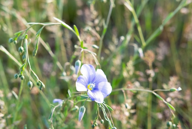 Flores de fundo de primavera fechadas em um fundo verde embaçado com espaço de cópia