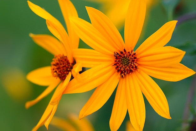 flores de fundo de verão