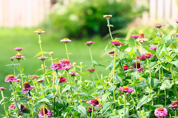 flores de fundo de verão