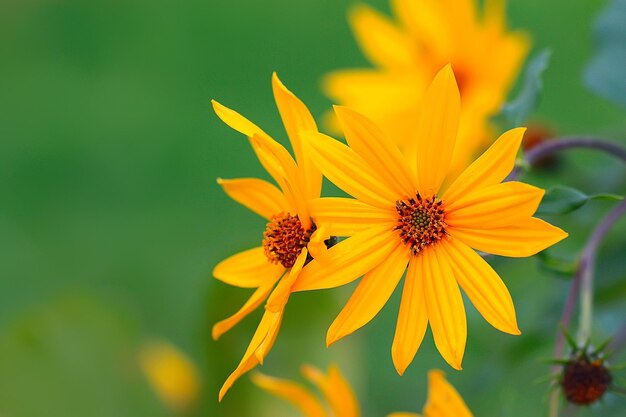 flores de fundo de verão