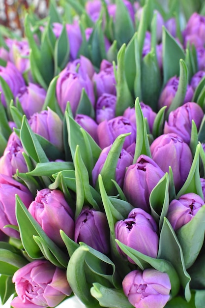 Flores de fundo tulipas flores frescas de primavera desabrochando na loja para venda