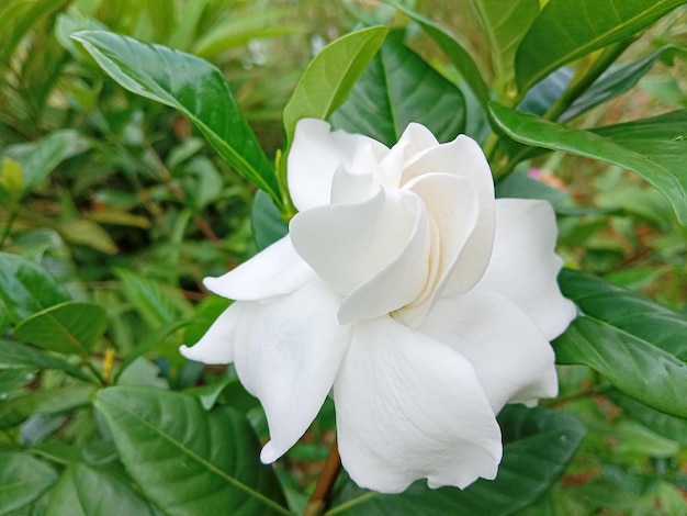 Foto flores de gardênia brancas. jasmim-do-cabo (gardenia jasminoides). jasmim de capa florescendo.