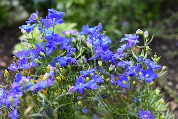 Flores de genciana crescendo em um canteiro de flores