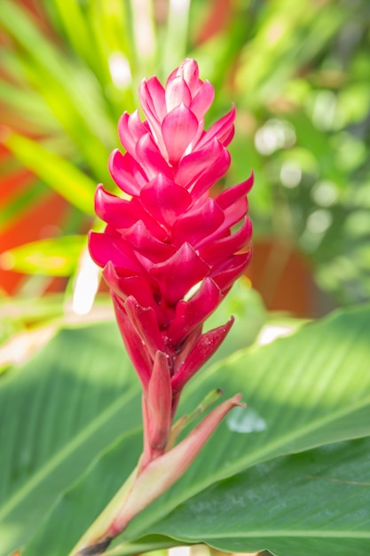 Flores de gengibre vermelhas e rosa crescendo na planta