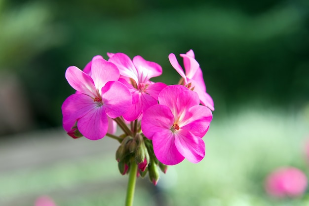 Flores de gerânio rosa