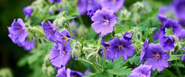 Flores de gerânio roxas ou azuis crescendo em um jardim botânico em um dia ensolarado ao ar livre Closeup de belas plantas com pétalas violetas vibrantes florescendo e florescendo na primavera em um ambiente exuberante