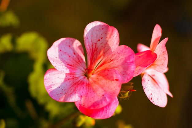 Flores de gerânios | Foto Premium