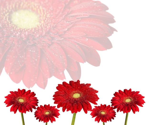 Foto flores de gerbera vermelha em fundo branco