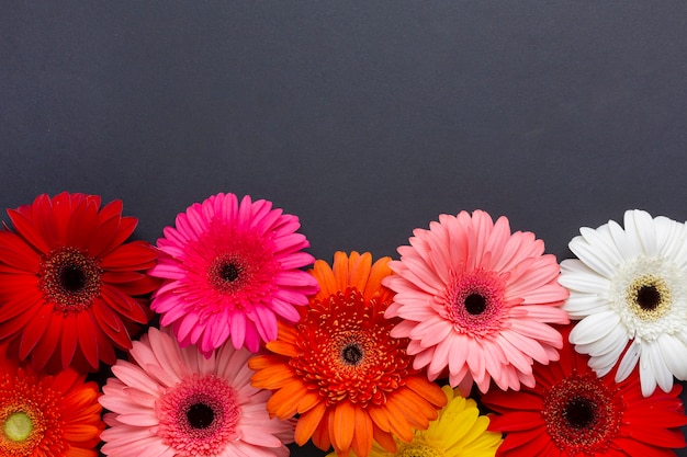 Foto flores de gerbera vista frontal em fundo preto