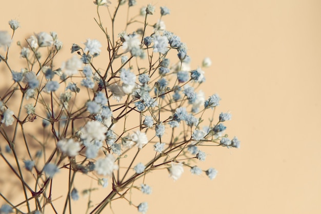flores de gipsófila azuis e brancas em um fundo bege