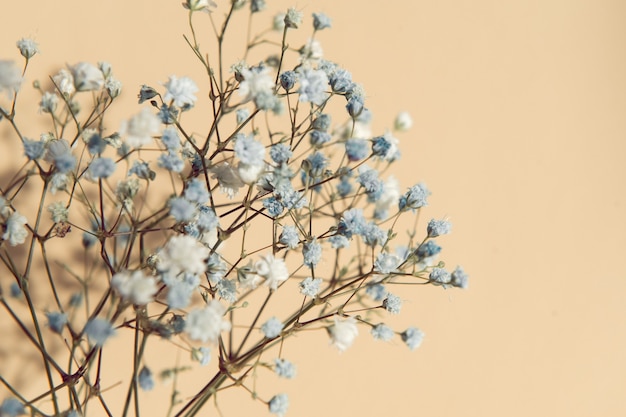 Flores de gipsófila azuis e brancas em um fundo bege