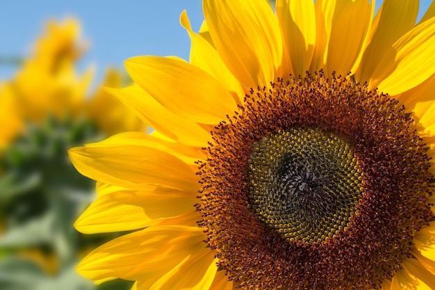 Flores de girassóis florescendo no céu azul de verão