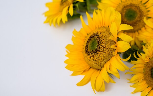 Flores de girassol em um fundo branco. fundo de verão com espaço para texto.